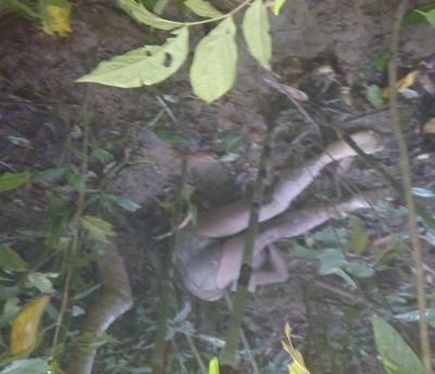 ရသေ့တောင်မြို့နယ်တွင် မျှစ်ချိုးသွားသူအမျိုးသားတစ်ဦးကို သေဆုံး၍တွေ့ရှိ