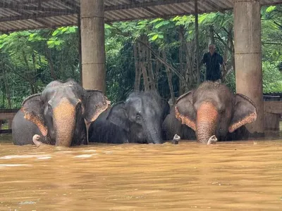 ထိုင်းရှိ နာမည်ကြီးဆင်စခန်း ရေမြုပ်၍ ဆင်ကောင်ရေ ၁၀၀ ကျော်အား အရေးပေါ်ကယ်ဆယ်ထားရ