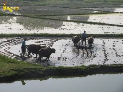 လယ်ယာလုပ်ငန်းအတွက် သွင်းအားစုများ စျေးမြင့်တက်နေ၍ နယ်စပ်ဒေသမောင်တောမြို့နယ်တွင် လယ်ယာလုပ်သူများနည်းပါလာ
