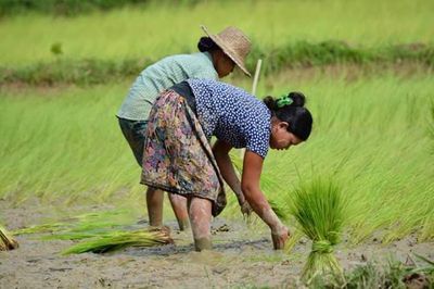 ရခိုင်မြို့နယ်၄ခုတွင် ရေနစ်မြုပ်မှုကြောင့် စပါးစိုက်ဧက၇သောင်းခန့်ပျက်စီးမှုရှိနိုင်ဟုပြော