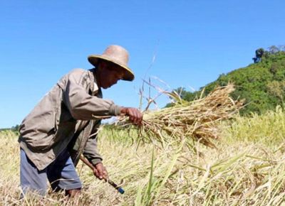 တိုက်ပွဲကြောင့် စပါးရိတ်သိမ်းရန်ခက်ခဲနေသည့် လယ်သမားများကူညီတောင်းလာပါက ဆောင်ရွက်ပေးမည်ဟု ပြည်နယ်အစိုးရပြော