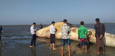 အရှည် ၄၆ ပေရှိသော ဝေလငါးကြီး မောင်တောကမ်းခြေတွင် သေဆုံးလျက်တွေ့ရှိ