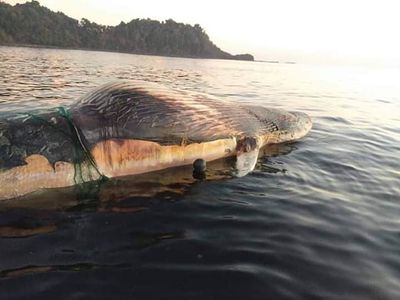 သံတွဲကမ်းခြေတွင် အရှည်ပေ ၈ဝ ခန့်ရှိသော ဝေလငါးကြီးတစ်ကောင်ကို ပုပ်ပွသေဆုံးလျက်တွေ့ရှိ