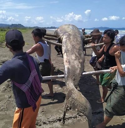 ဂွ-ကျိန္တလီမြို့ ပင်လယ်ကမ်းခြေတွင် ဝေလငါးအသေတစ်ကောင် သောင်တင်တွေ့ရှိ