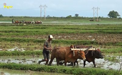 ဓာတ်မြေသြဇာစျေးနှုန်းများ အဆမတန်မြင့်တက်လာနေ၍ လယ်သမားများအခက်အခဲကြုံနေရ
