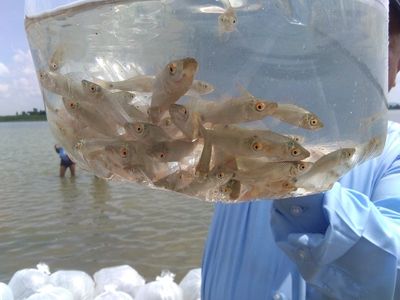 ဘူးသီးတောင်မြို့နယ် မေယုမြစ်ဖျားတွင် ငါးကောင်ရေ ၂ သိန်းကျော်စိုက်ထည့်