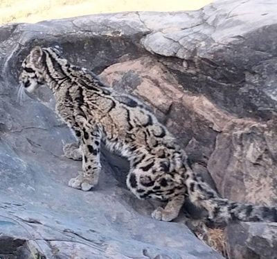 မအီစက်တော်ရာအနီးတွေ့ရှိသည့် ကမ္ဘာ့ရှားပါးမျိုးစိတ်ဝင် ကျားငယ်အား ထိန်းသိမ်းစောင့်ရှောက်ထား