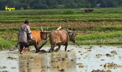 ရခိုင်မှ လယ်သမားများအတွက် အချက် ၃ ချက်ကိုဆောင်ရွက်ပေးရန် အစိုးရထံသို့ တောင်းဆို