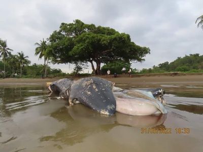 ဂွကမ်းခြေတွင် ဝေလငါးသားပေါက် အသေတစ်ကောင် သောင်တင် တွေ့ရှိ