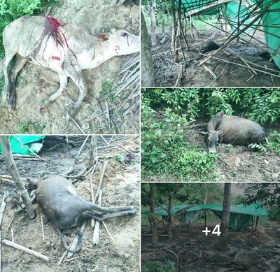 မောင်တောမြို့နယ်တွင် တောဆင်ရိုင်းများဝင်ရောက်တိုက်ခိုက်မှုကြောင့် နွား ၆ကောင် သေဆုံး