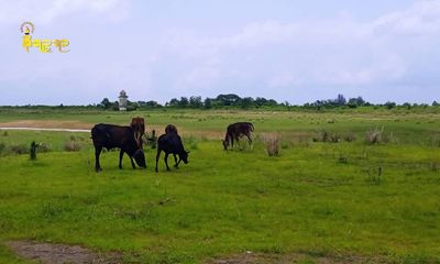 စစ်တွေတစ်မြို့လုံးကို ရေပေးနေသည့်ကန်တော်ကြီး နွားစားကျက်မြေဖြစ်နေဟု မြို့ခံများဆို