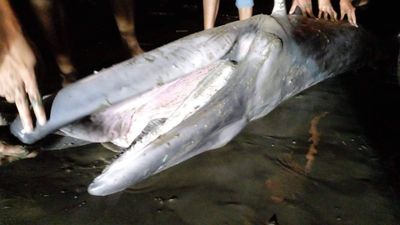 စစ်တွေဟိုတယ်ကမ်းခြေရှေ့တွင် ဝေလငါးတစ်ကောင် သောင်တင်သေဆုံး