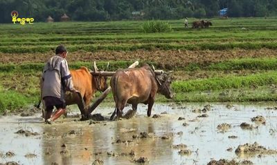 ရခိုင်တွင် စိုက်ပျိုးစရိတ်ချေးငွေများ မချေးနိုင်ခဲ့၍ တောင်သူများတွင်အခက်တွေ့နေရ