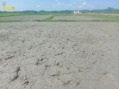 ရာသီဥတုဖောက်ပြန်မှုနှင့်အတူမိုးခေါင်၍ ရခိုင်တွင် လယ်မြေအများအပြားပျက်စီးနိုင်ဖွယ်ရှိနေ