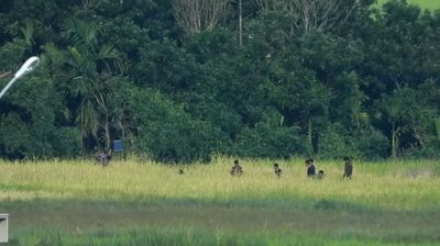 မင်းပြားမြို့နယ် ကြပ်စင်တံတားအနီးရှိ ကျေးရွာသားတစ်ဦးပိုင် စပါးစိုက်ခင်းကို စစ်ကောင်စီတပ်သားများမှ ကျူးကျော်ဝင်ရောက်ရိတ်သိမ်း