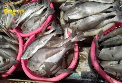 ငါးသံ(ခ)ကျောက်ပူတင်းငါး ရခိုင်တွင် စျေးကွက်မရှိသော်လည်း တရုတ်က စျေးကောင်းပေးဝယ်နေ၍ ဖမ်းဆီးမှုတွင်ကျယ်လာ