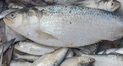 နယ်စပ်မြို့တော် မောင်တောတွင် ကုန်ဈေးနှုန်းအပြင် သားငါးပုစွန်စျေးပါ အဆမတန်ကြီးနေ