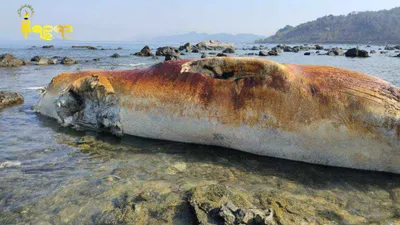 ဂွမြို့နယ်မှာ အရှည်ပေ ၅၀ ခန့်ရှိ ဝေလငါး အသေတစ်ကောင် သန္တာကျောက်တန်းပေါ် သောင်တင်လျက်တွေ့ရှိ