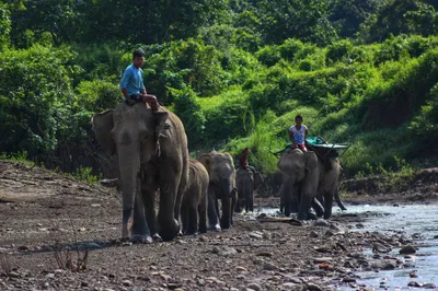 AA ထိုးစစ်နီးကပ်လာ၍ ဂွမြို့နယ် ဒေါင်းချောင်းဆင်စခန်း ပြောင်းရွှေ့   